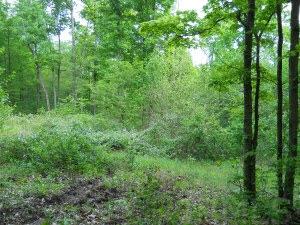 Steve Earl Rd/ Montana Road Springville, IN 47462 - Photo 1 of 1