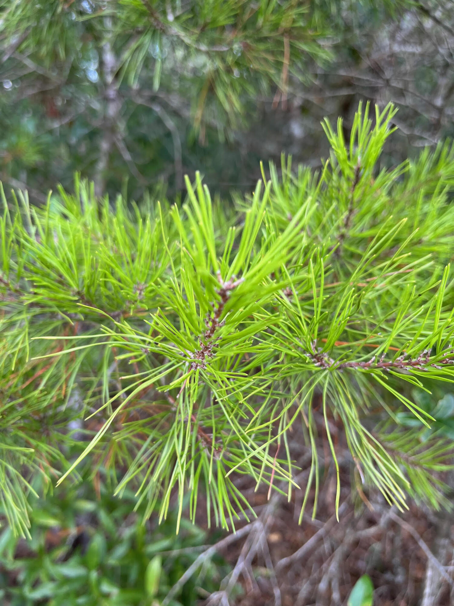 Lot 2 Co Highway DeFuniak Springs, FL 32433 - Photo 3 of 4 a backyard of a house