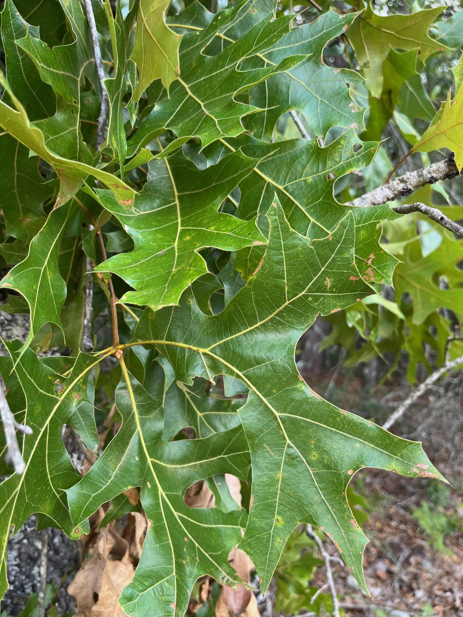Lot 2 Co Highway DeFuniak Springs, FL 32433 - Photo 4 of 4 a view of a plant