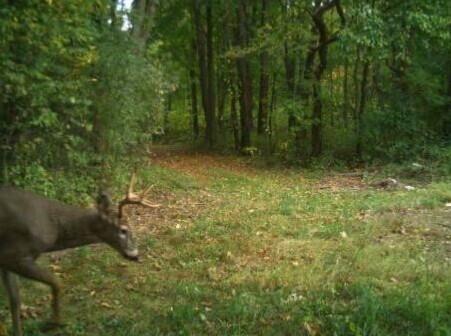 52402 Oak Plains Road Marcellus, MI 49067 - Photo 56 of 59 Cropped Buck