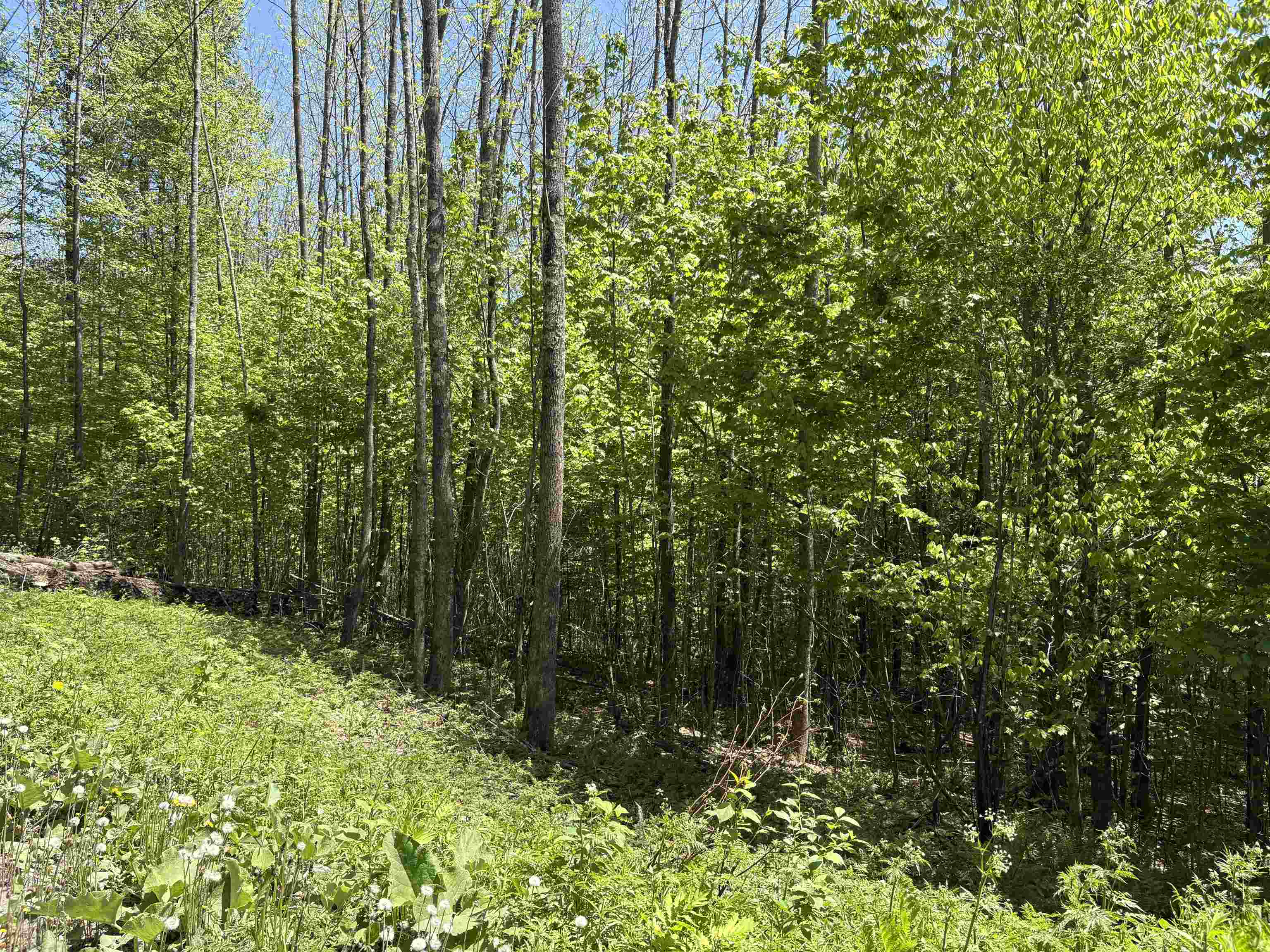 0 Bear Hill Road Randolph, VT 05060 - Photo 5 of 15