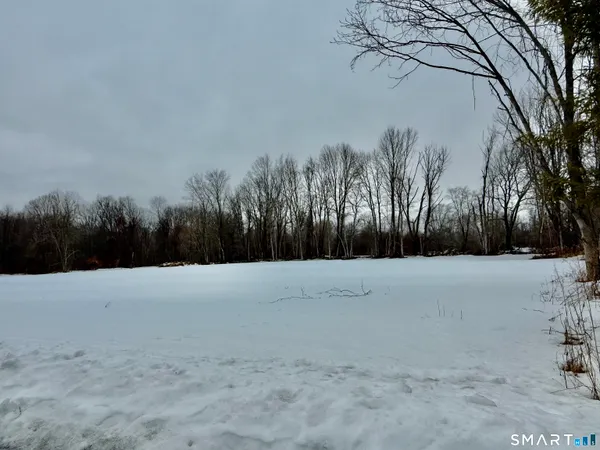 a view of large trees with sky view