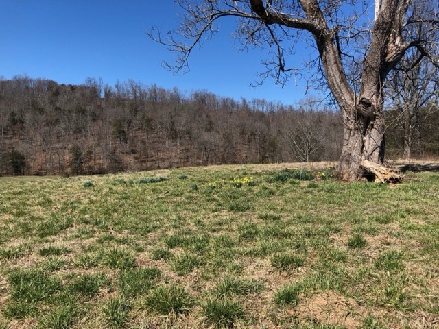 334 Cathcart Road Frankewing, TN 38459 - Photo 22 of 25 a view of a yard with a tree