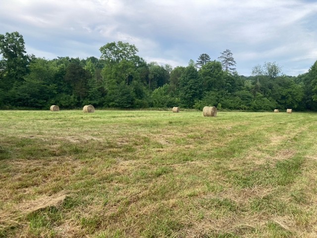 334 Cathcart Road Frankewing, TN 38459 - Photo 3 of 25 a big yard with lots of green space and fog