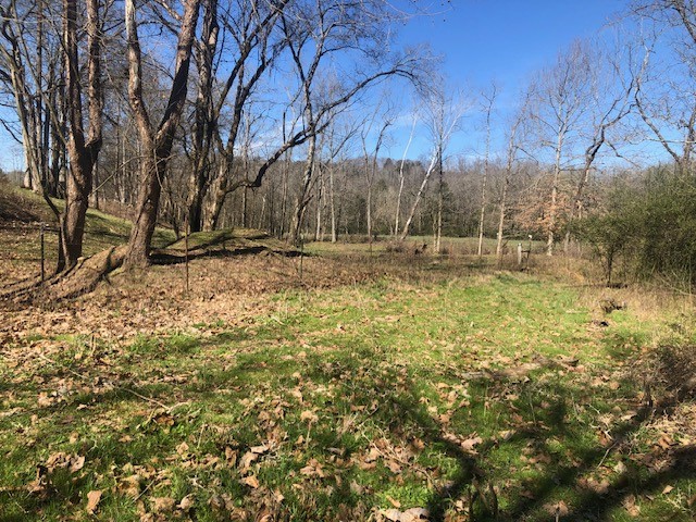 334 Cathcart Road Frankewing, TN 38459 - Photo 9 of 25 a view of a yard with trees