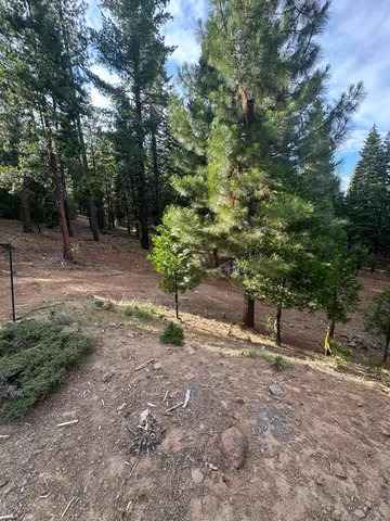 a view of a forest with trees