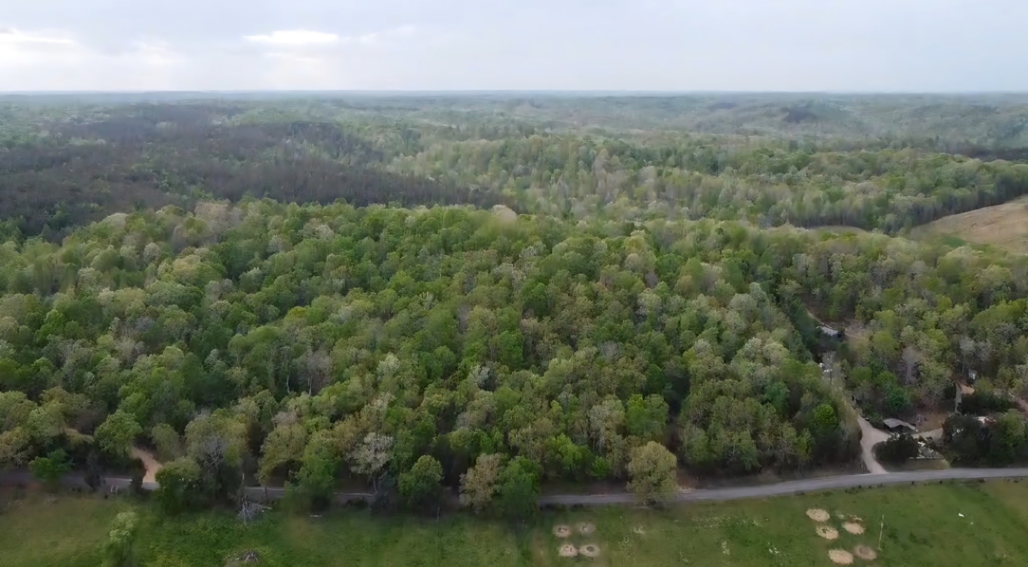 a view of a forest with a yard