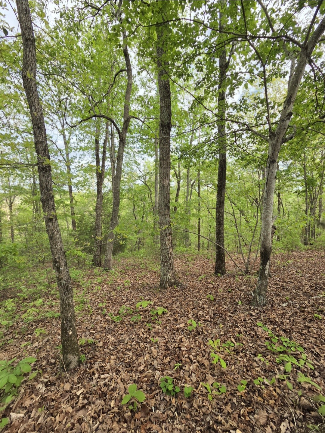 0 Red Bank Road Lobelville, TN 37097 - Photo 11 of 22 a view of a forest that has large trees