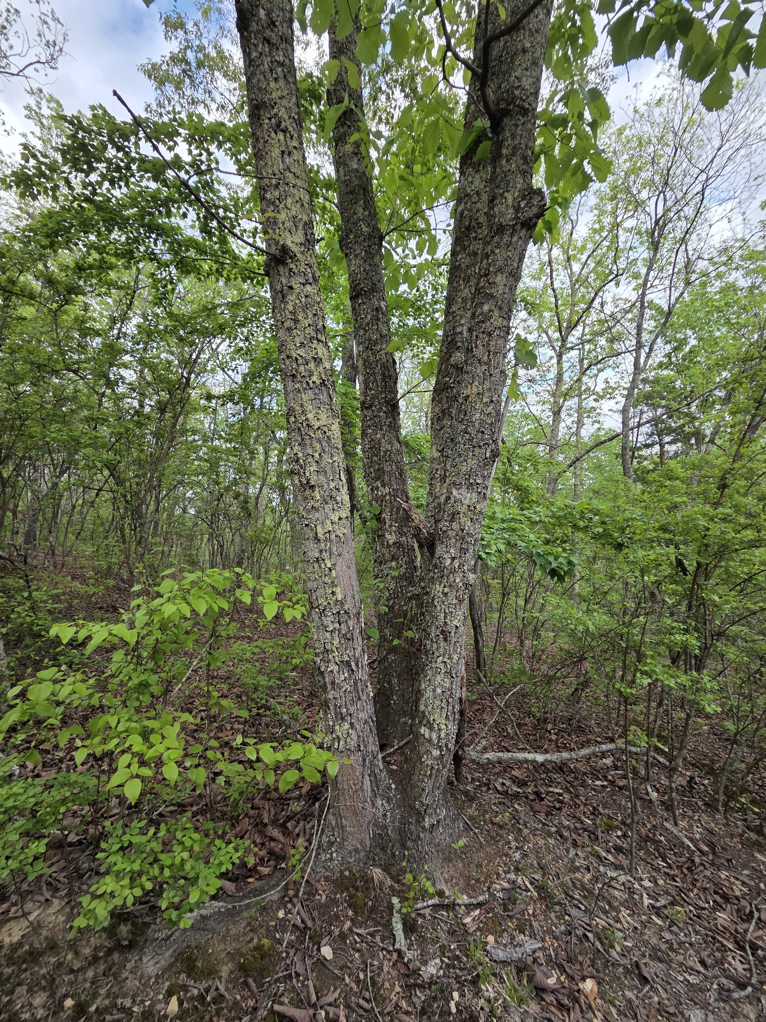 0 Red Bank Road Lobelville, TN 37097 - Photo 12 of 22 a view of a forest that has large trees