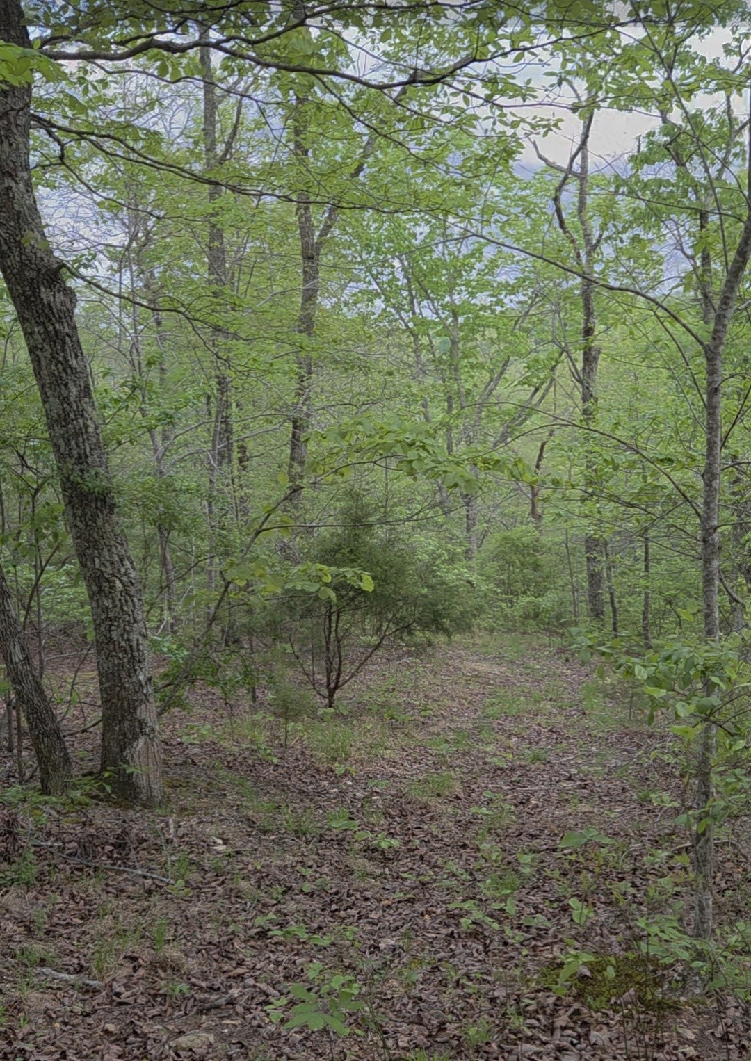 0 Red Bank Road Lobelville, TN 37097 - Photo 13 of 22