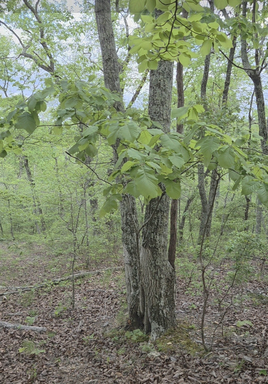 0 Red Bank Road Lobelville, TN 37097 - Photo 15 of 22 a close up of a plant in a garden