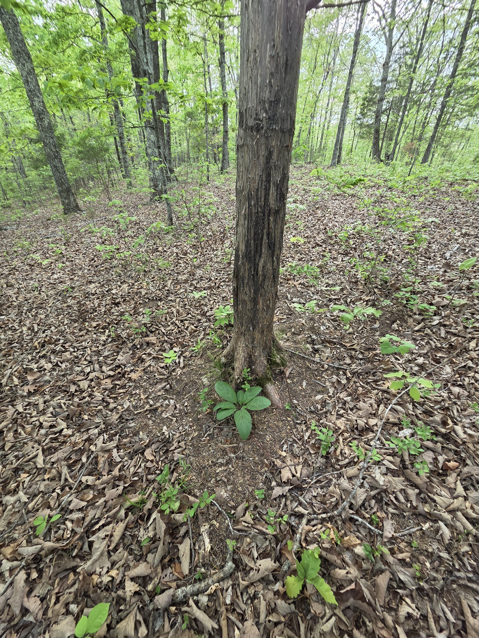 0 Red Bank Road Lobelville, TN 37097 - Photo 17 of 22 a big yard with lots of green space