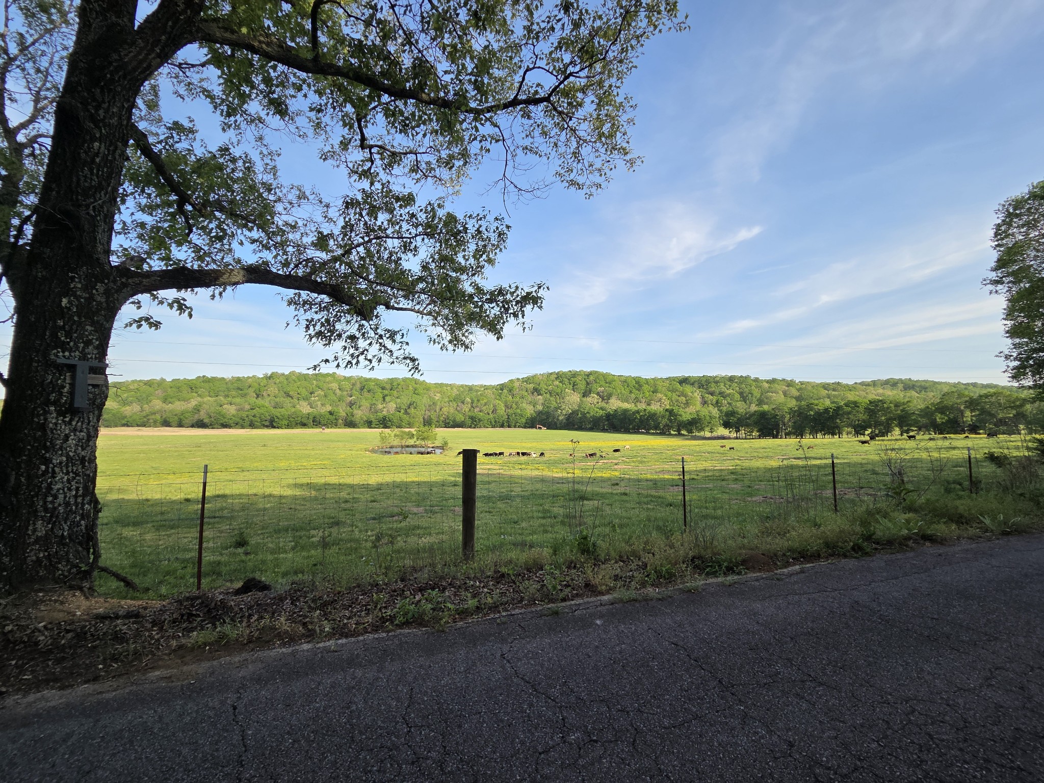 0 Red Bank Road Lobelville, TN 37097 - Photo 2 of 22 a view of a yard with a garden