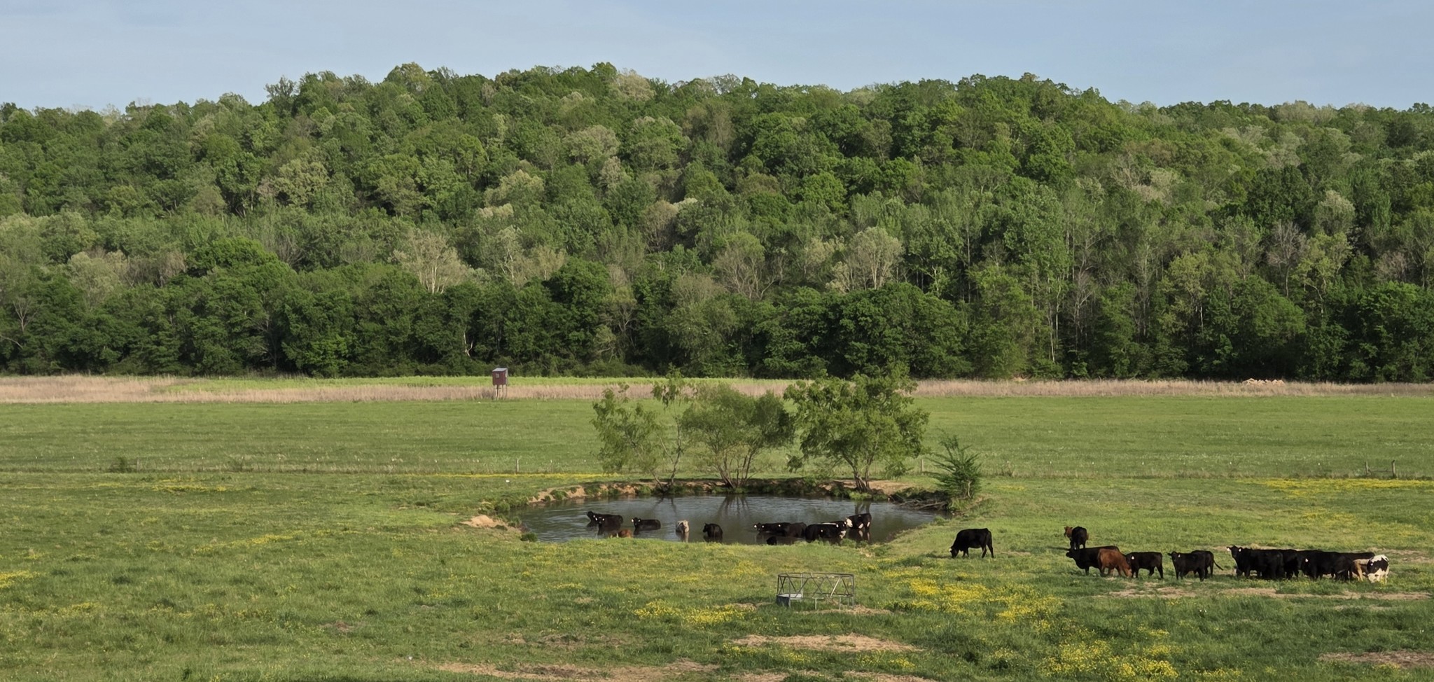 0 Red Bank Road Lobelville, TN 37097 - Photo 3 of 22 a view of a field with an ocean