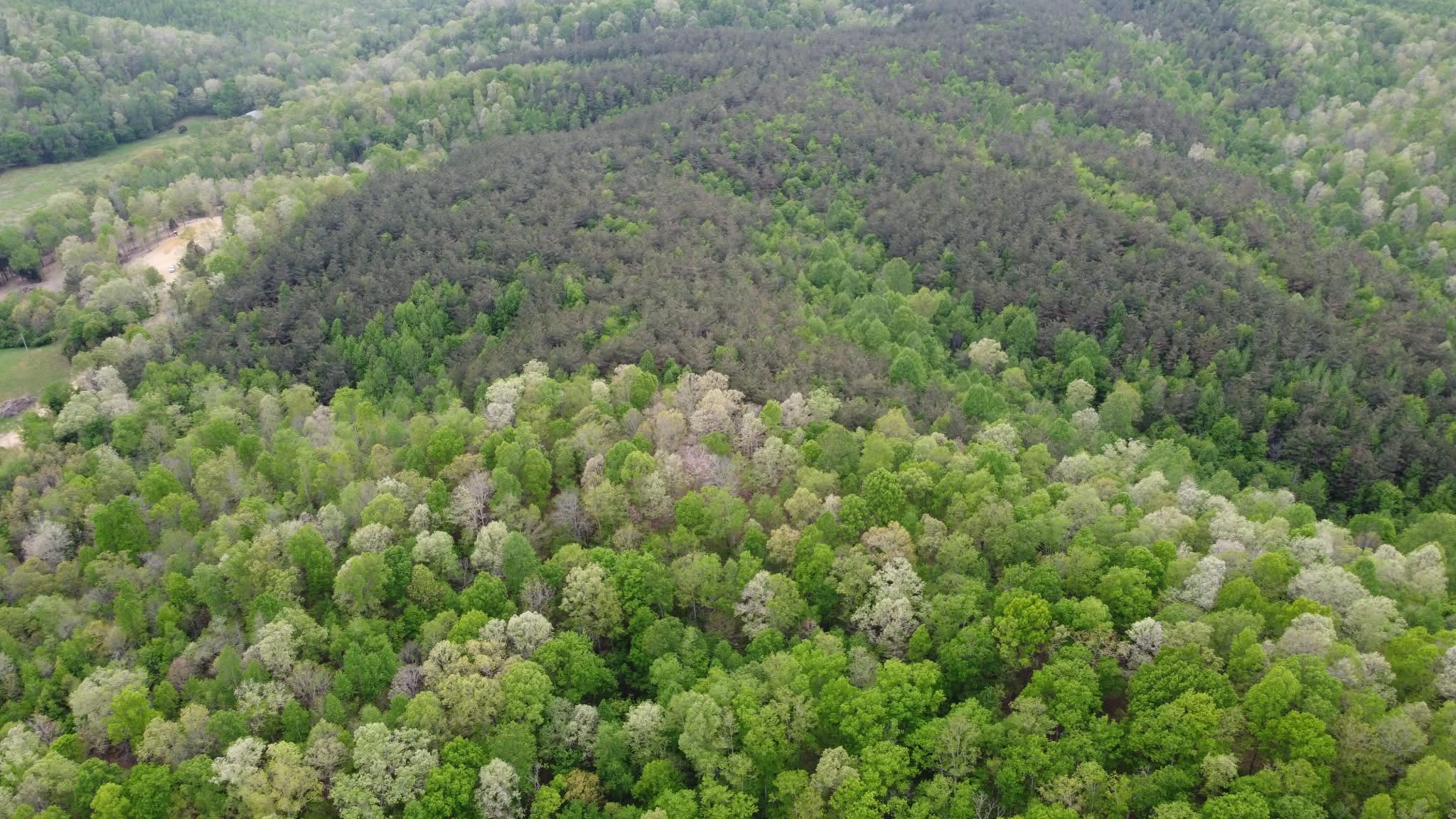 0 Red Bank Road Lobelville, TN 37097 - Photo 4 of 22 a view of a forest with a houses