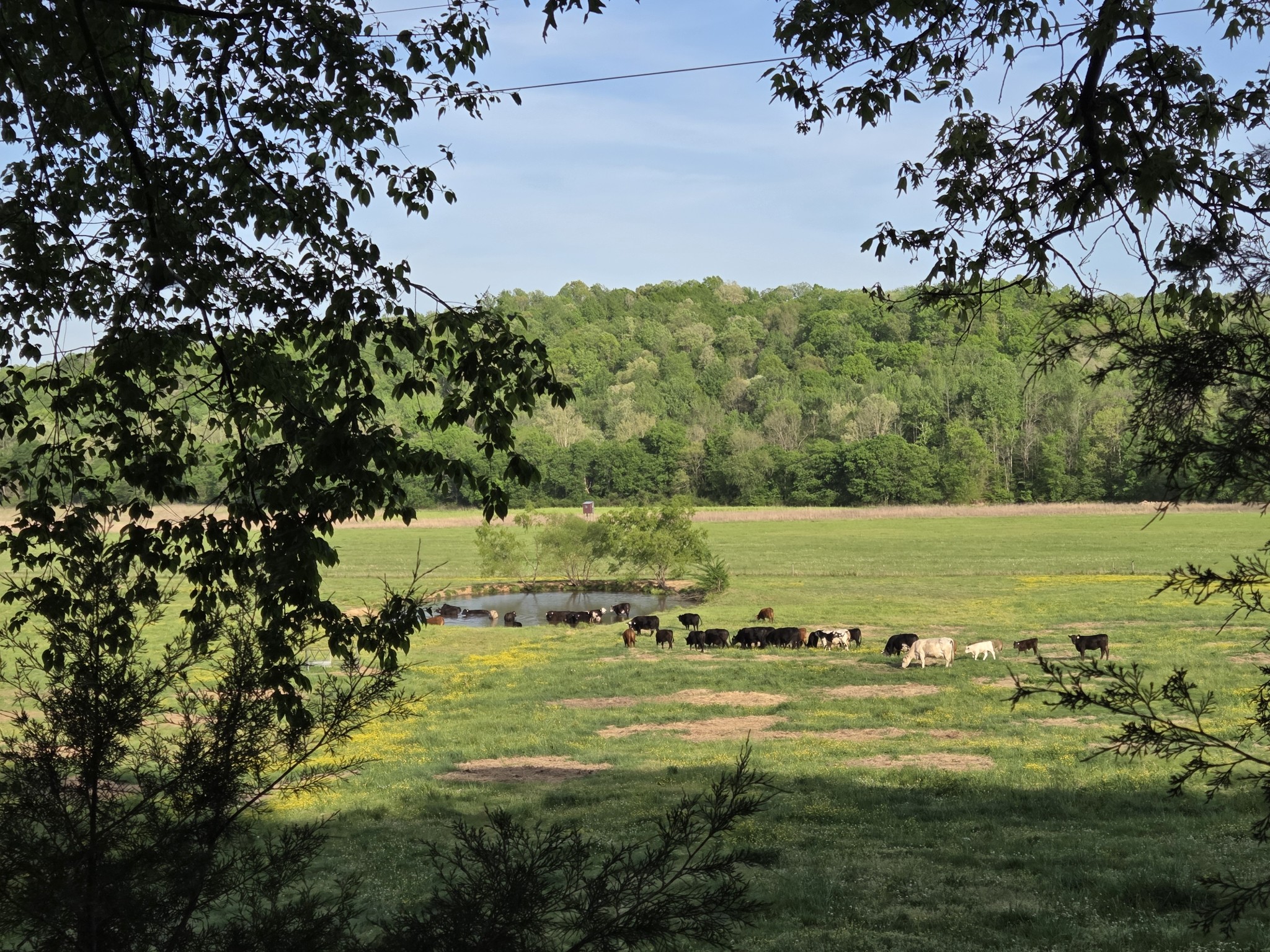 0 Red Bank Road Lobelville, TN 37097 - Photo 6 of 22 a view of a field with large trees