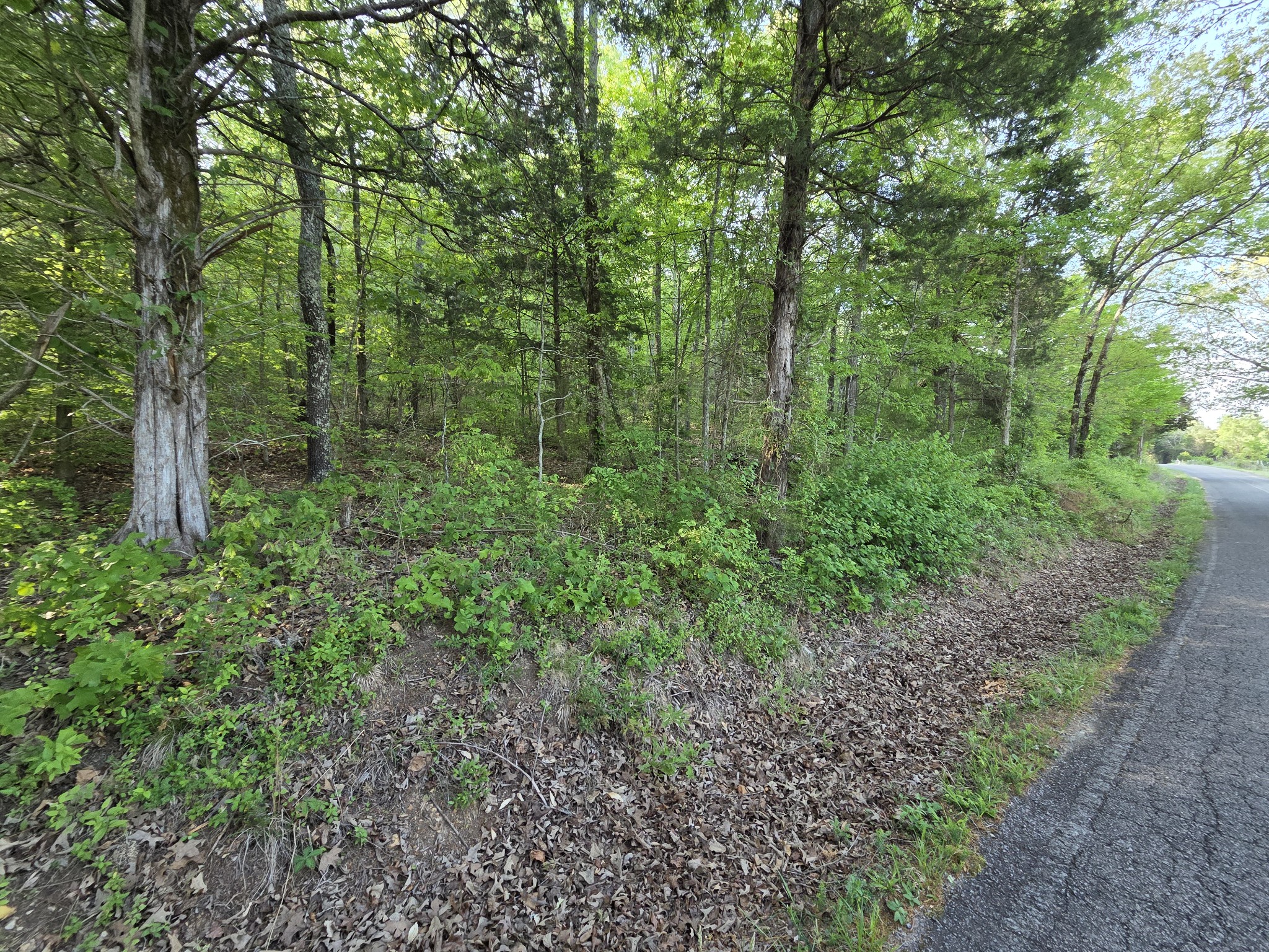0 Red Bank Road Lobelville, TN 37097 - Photo 9 of 22 a view of a forest that has large trees