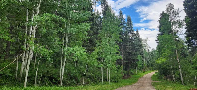 a view of a lush green forest with lots of trees