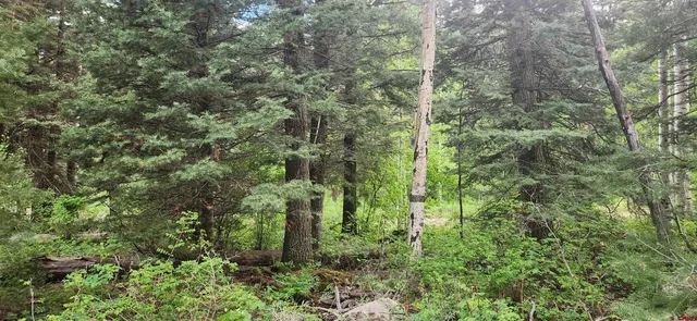 a view of a forest with a tree