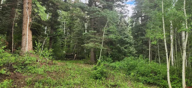 a view of a forest with trees and bushes