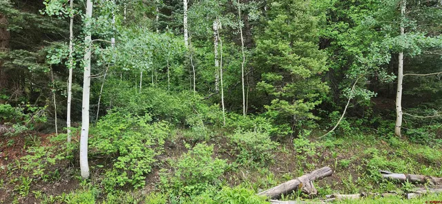 a view of a forest with trees and plants