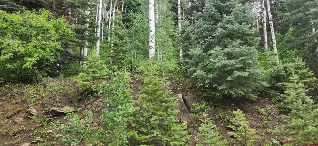 a view of a lush green forest
