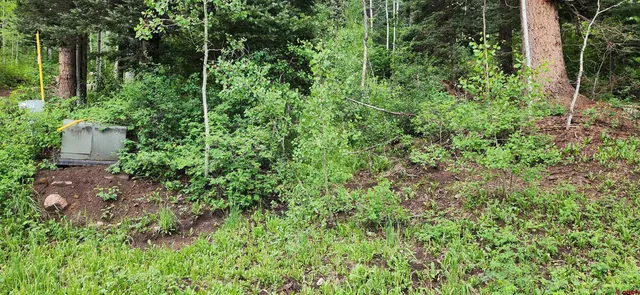 a view of a lush green forest
