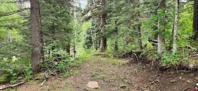 a view of a lush green forest with lots of trees