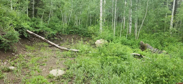 a view of a backyard