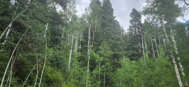 a view of a forest with a street