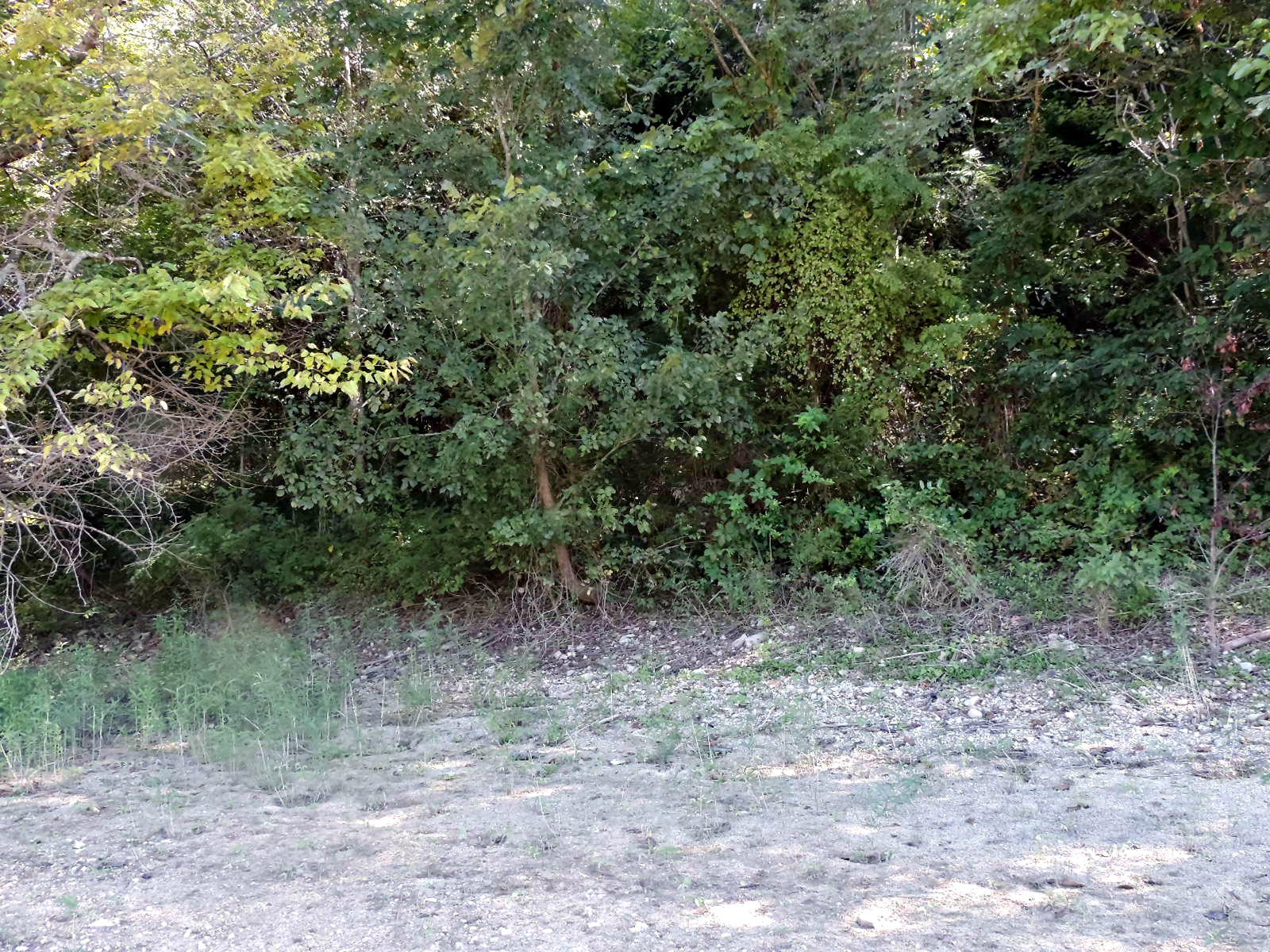4 Ernie Roberts Road Rutledge, TN 37861 - Photo 8 of 8 DSCN3784