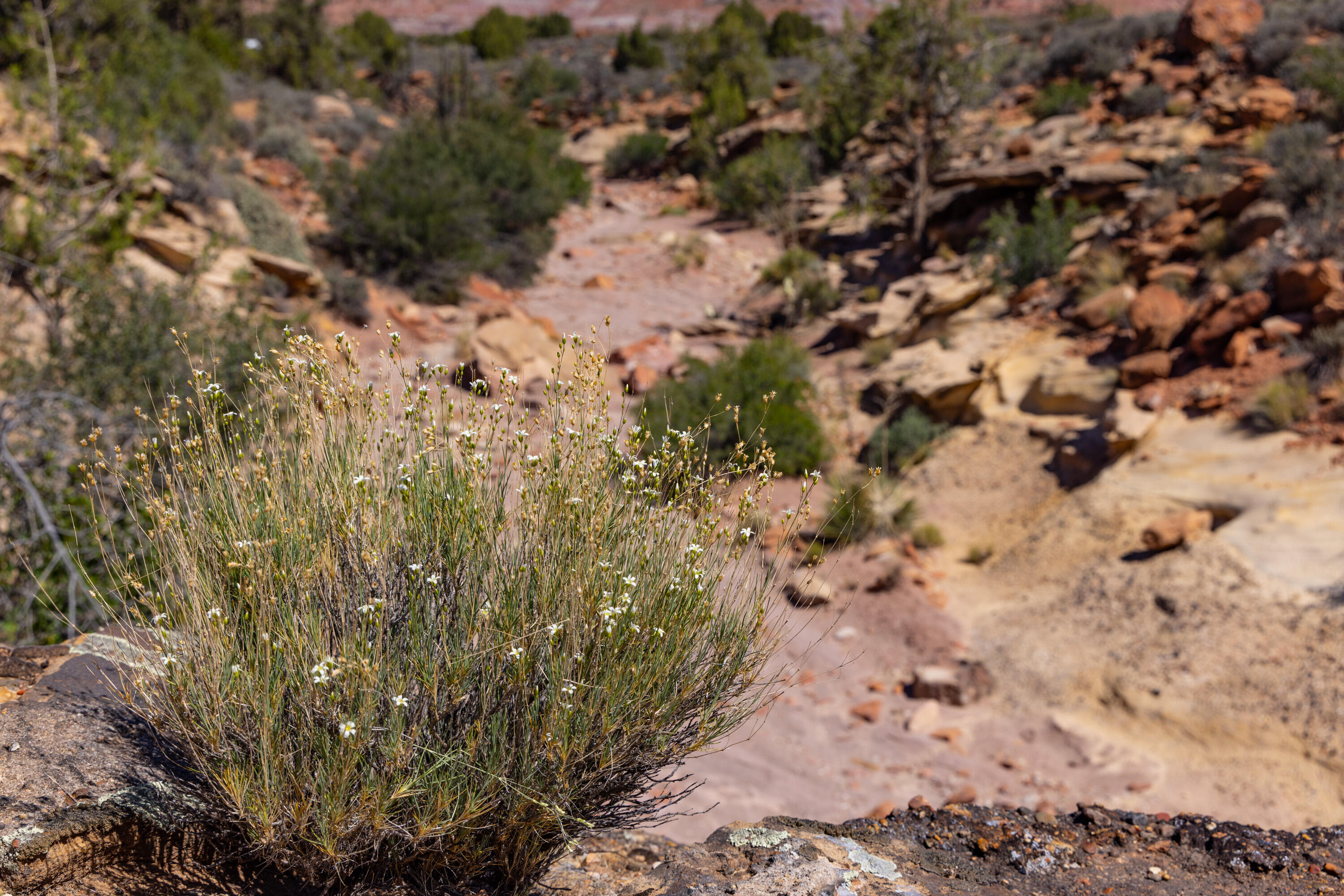 2495 Navajo Circle, Unit 69 Springdale, UT 84767 - Photo 41 of 44 40-Anasazi Plateau lot 69