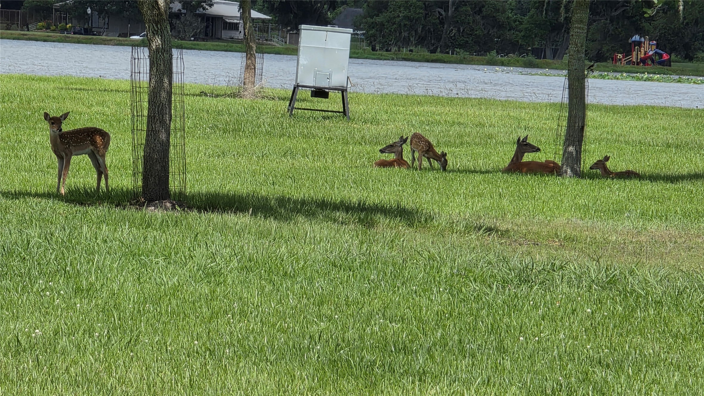 247 Cattle Drive Trail Angleton, TX 77515 - Photo 4 of 8 Wild Life and One of the Lakes