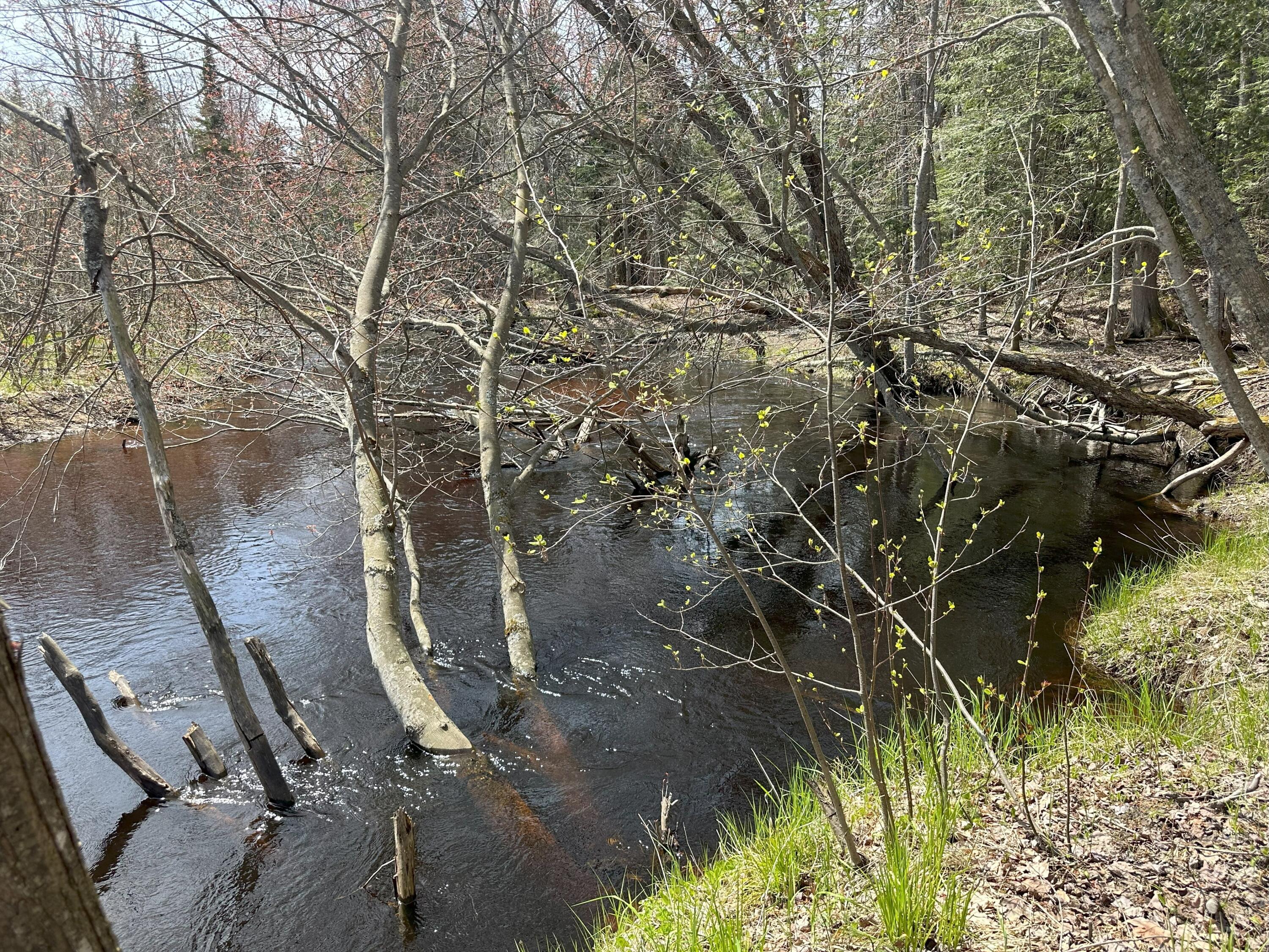 Tbd West Betsy River Road Paradise, MI 49768 - Photo 13 of 44 Gallery Image 13