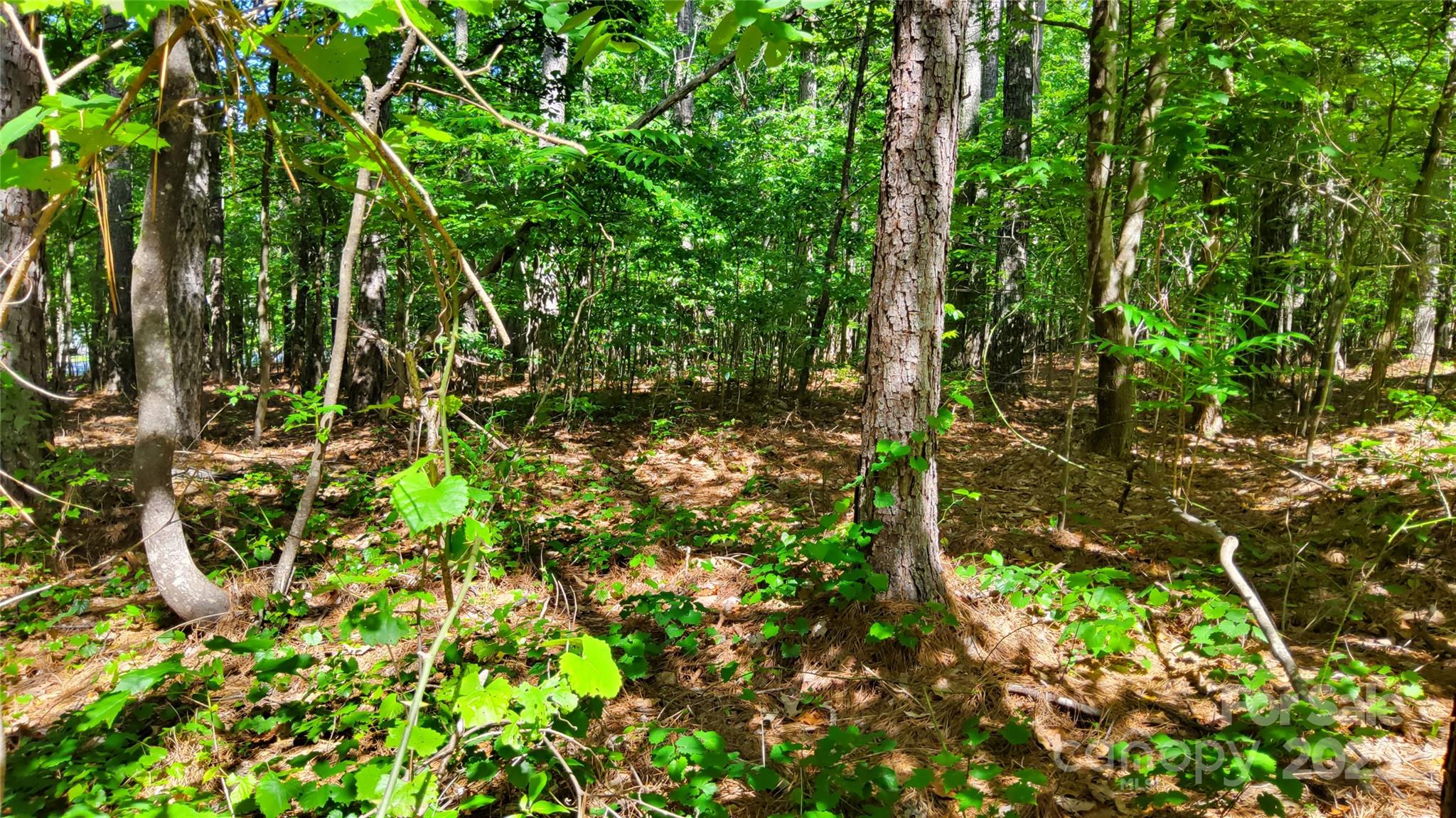 0 Loblolly Ln Mill Spring, Unit 24/23/22 Mill Spring, NC 28756 - Photo 6 of 19