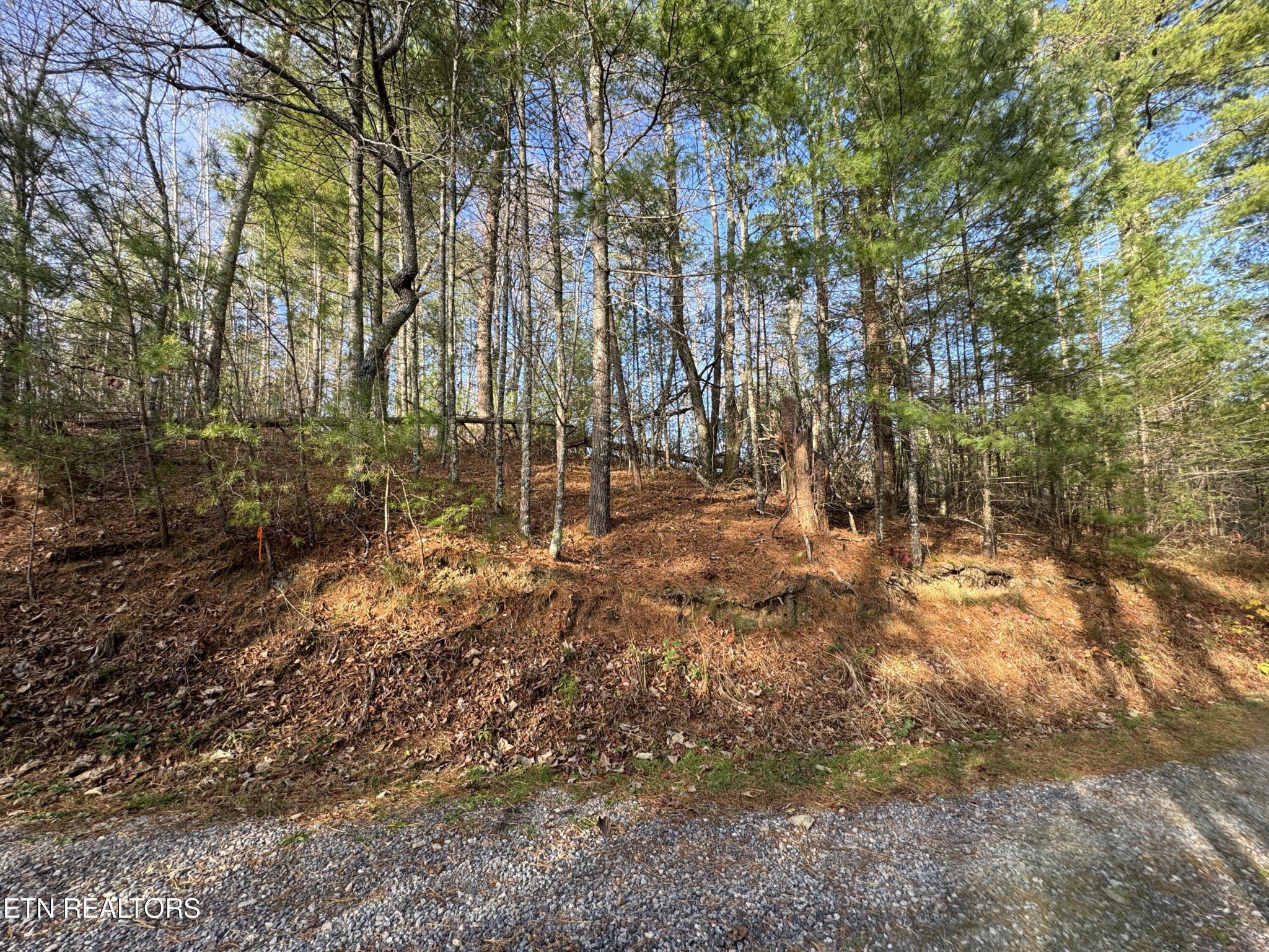 0 Bible Way Road Hartford, TN 37753 - Photo 1 of 7 a view of yard with trees