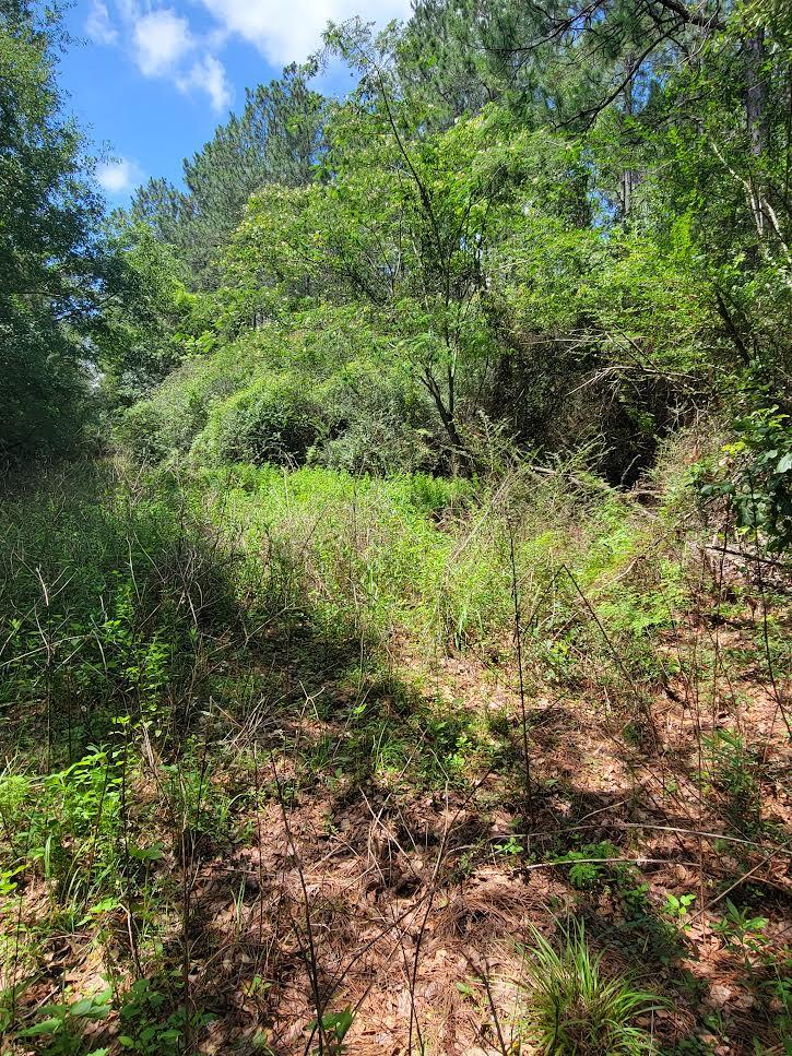 0 Melton Road Baker, FL 32531 - Photo 2 of 7 4