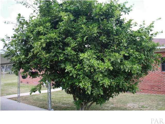 4877 Cerny Road Pensacola, FL 32526 - Photo 18 of 23 Mature Orange Tree loaded with blossoms