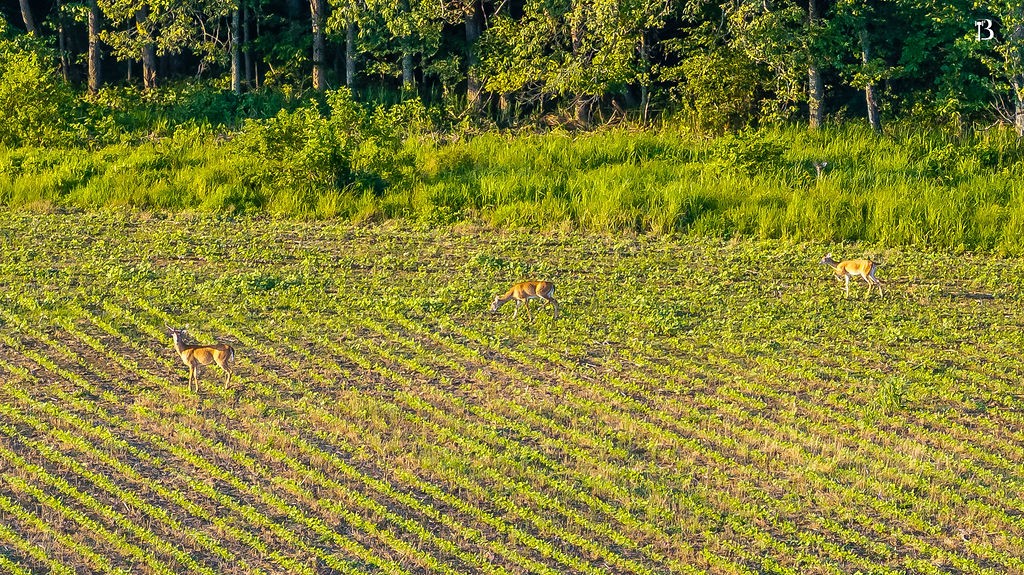 400 McIntosh Chapel Road Nortonville, KY 42442 - Photo 5 of 15 a view of a yard