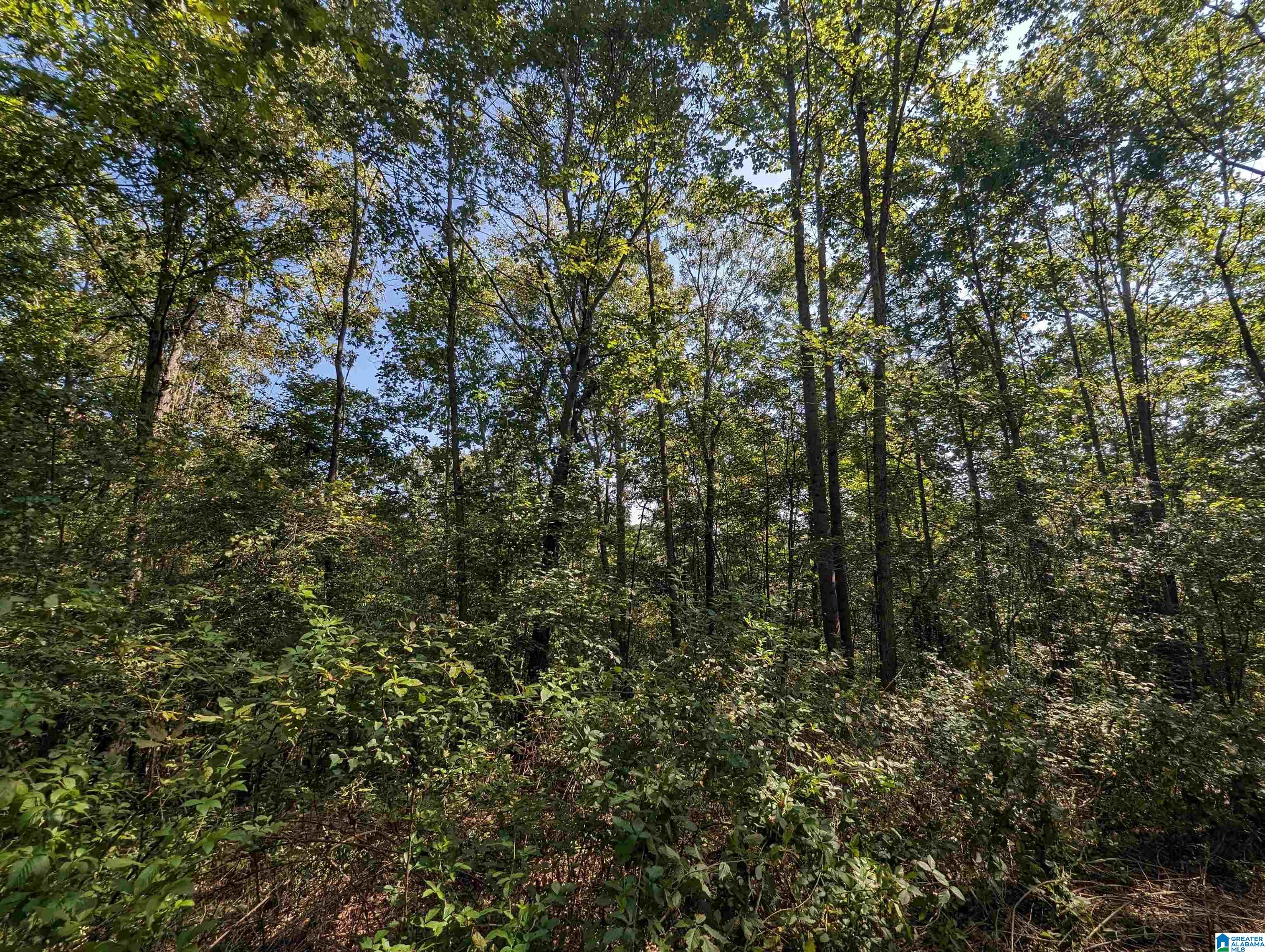 534 County Road, Unit 35 Woodland, AL 36280 - Photo 11 of 22