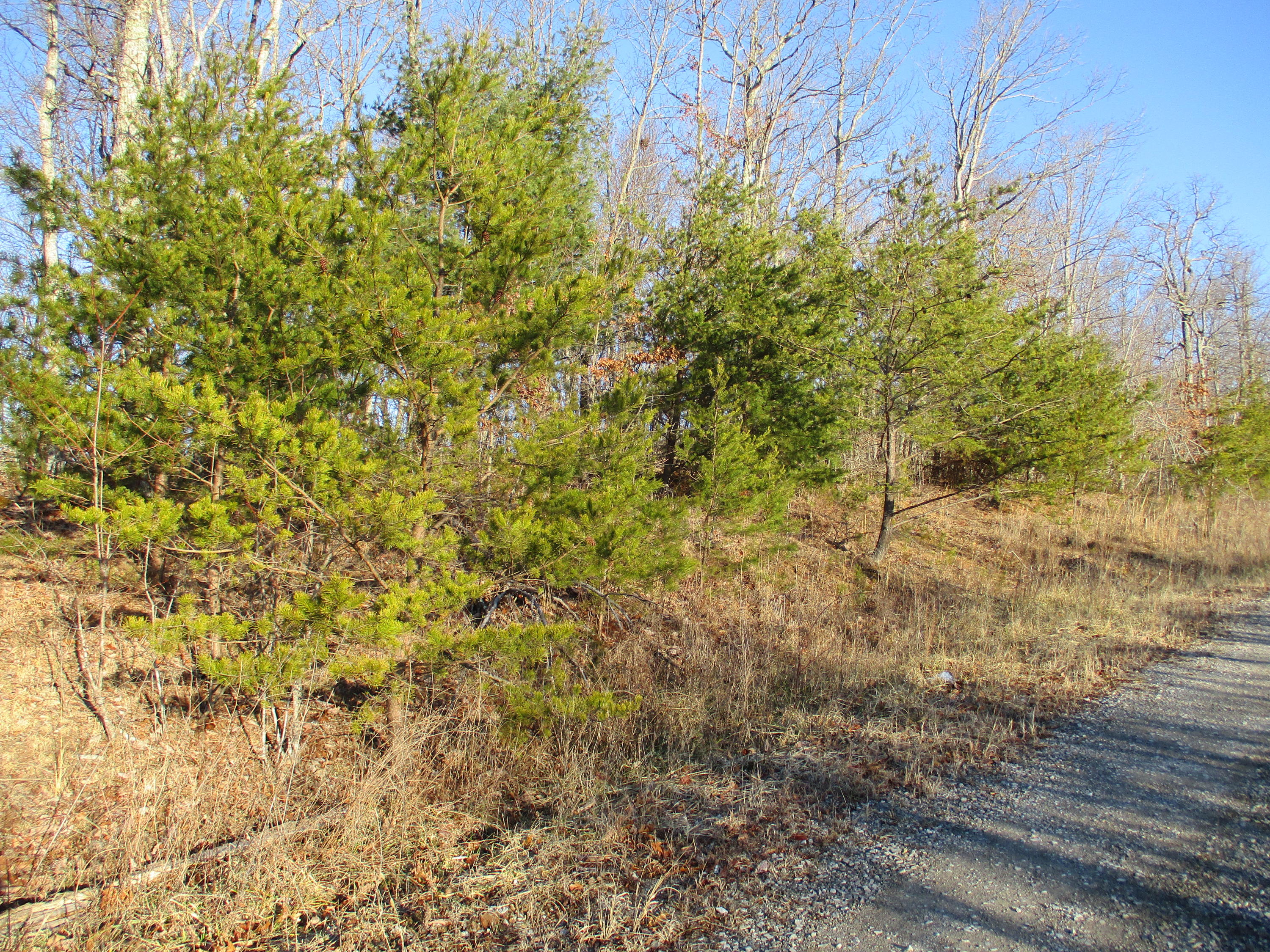 1 Briley Road, Unit 8 Spring City, TN 37381 - Photo 10 of 13 IMG_0480