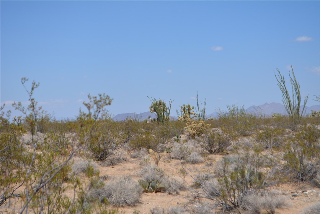 11869 South Central Road Yucca, AZ 86438 - Photo 44 of 92 a view of a dry yard with trees