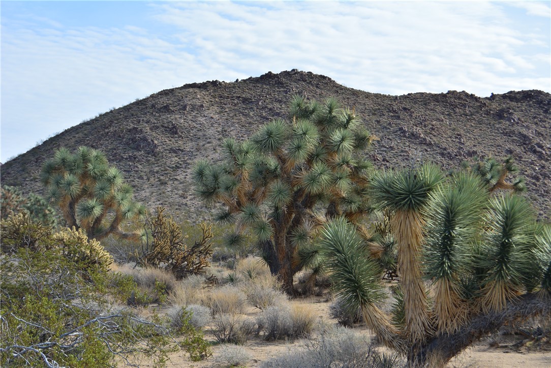 11869 South Central Road Yucca, AZ 86438 - Photo 73 of 92 a view of a dry yard with mountains in the background