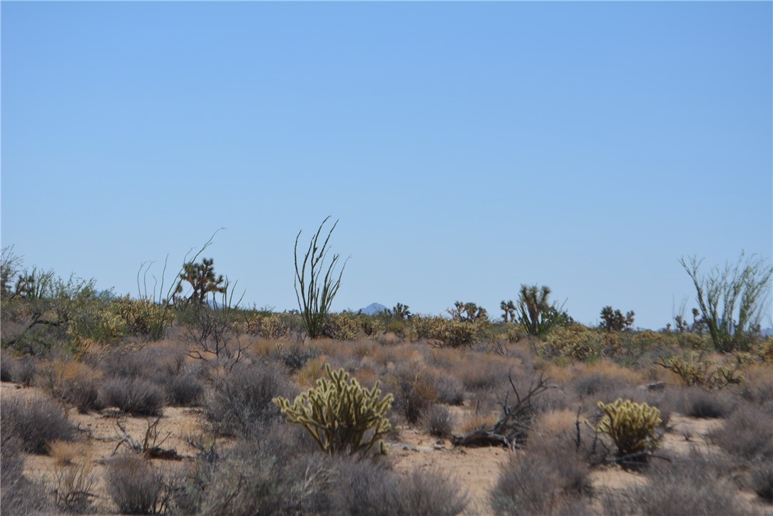 11869 South Central Road Yucca, AZ 86438 - Photo 8 of 92 a view of a field of trees