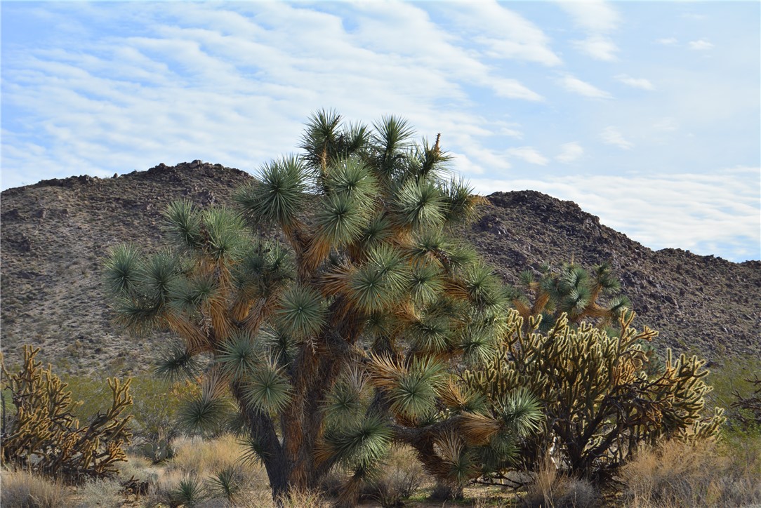 11869 South Central Road Yucca, AZ 86438 - Photo 90 of 92 a view of a bunch of trees in a field