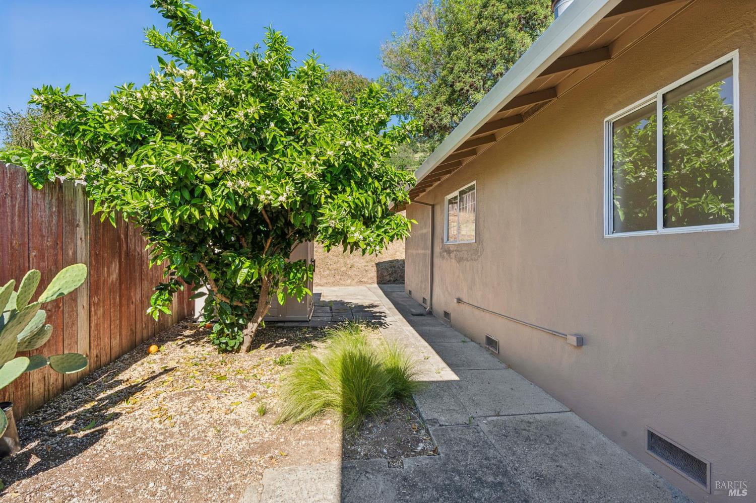 546 Pinewood Drive San Rafael, CA 94903 - Photo 50 of 52 a view of backyard with plants and trees