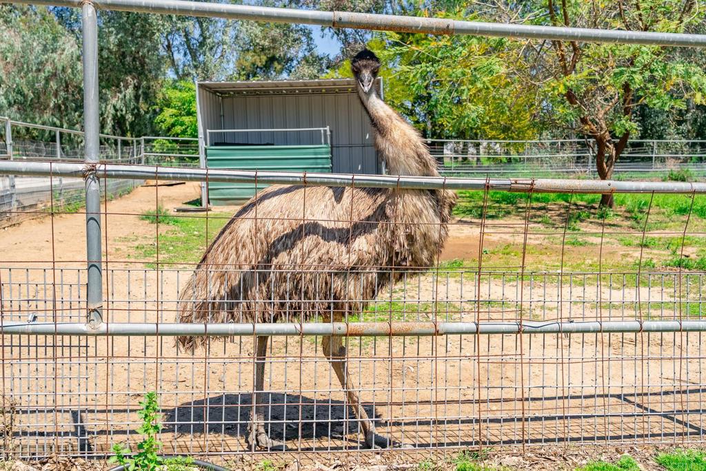 1023 Olive Avenue Ramona, CA 92065 - Photo 34 of 41