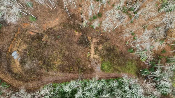 a view of a tree in a yard