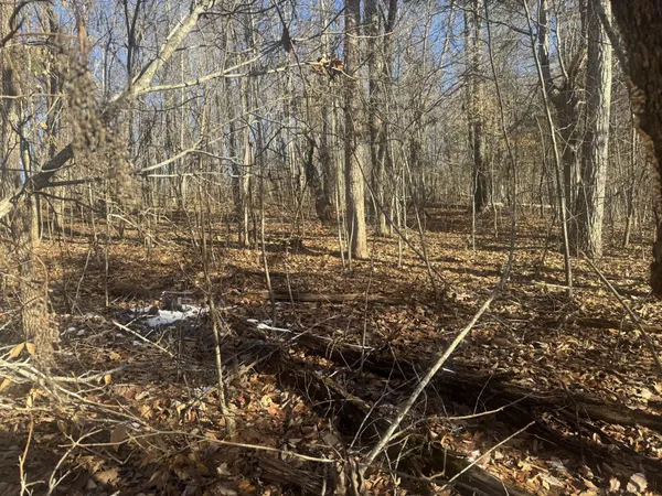 a view of a yard with trees