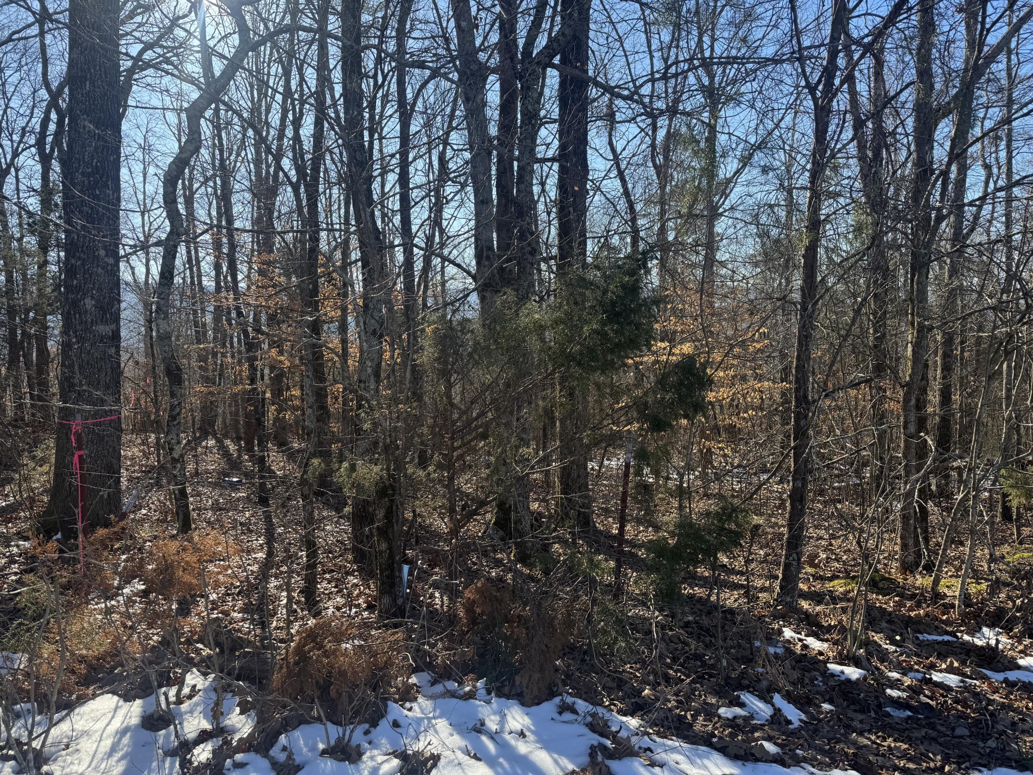 280 Chapman Road Dunlap, TN 37327 - Photo 4 of 6 a view of a tree